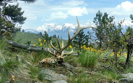Elk dead head and flowers